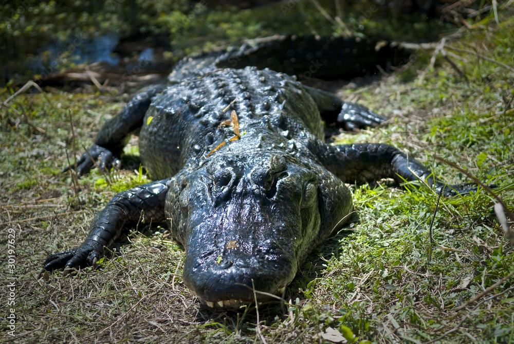 Obraz premium Alligator