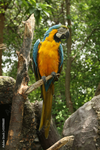 ecuadorian parrot