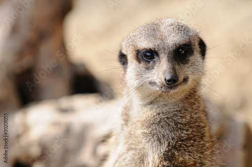 Wallpaper Mural ミーアキャット Torontodigital.ca