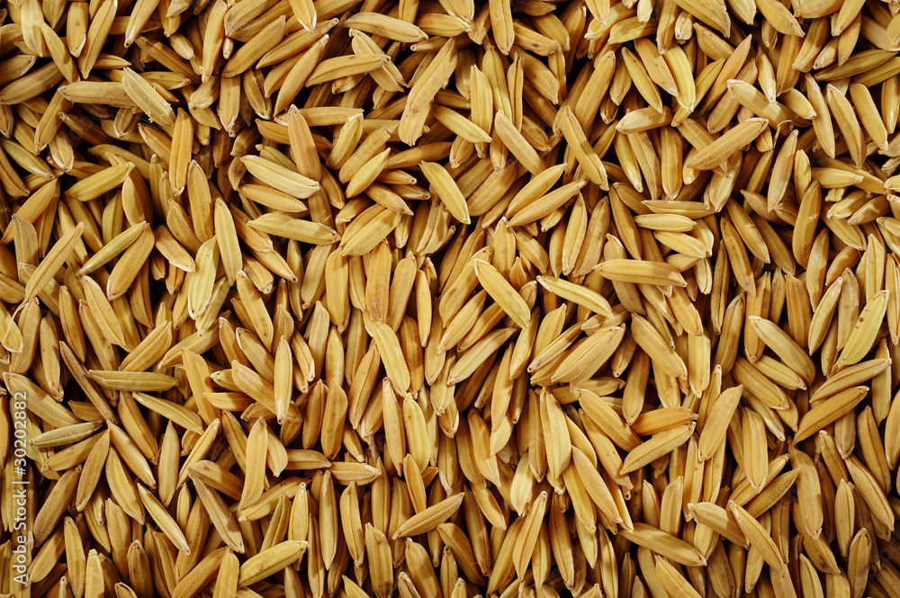 brown paddy brown paddy