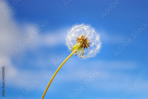 Dandelion on the background of the blue sky.