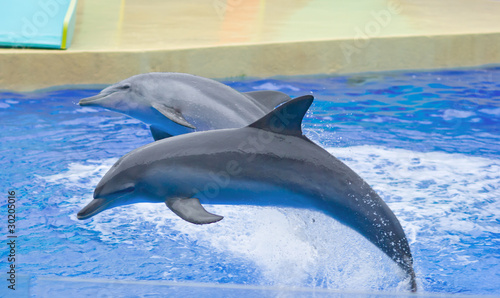 dolphins