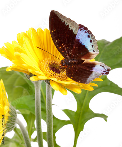 Archduke Butterfly (Lexias Pardalis) photo