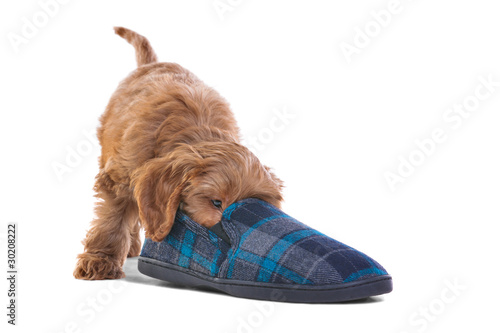 Puppy playing with slipper photo