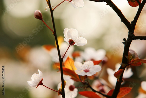 plum blossom
