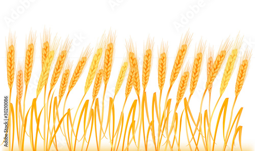 Ripe yellow wheat ears, agricultural vector illustration
