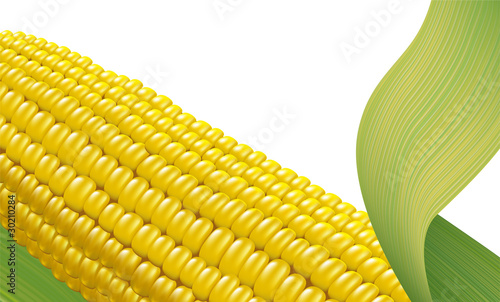 Ripe corn. Fragment. Vector illustration on white background.