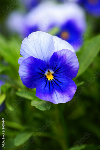 Fringed iris herb