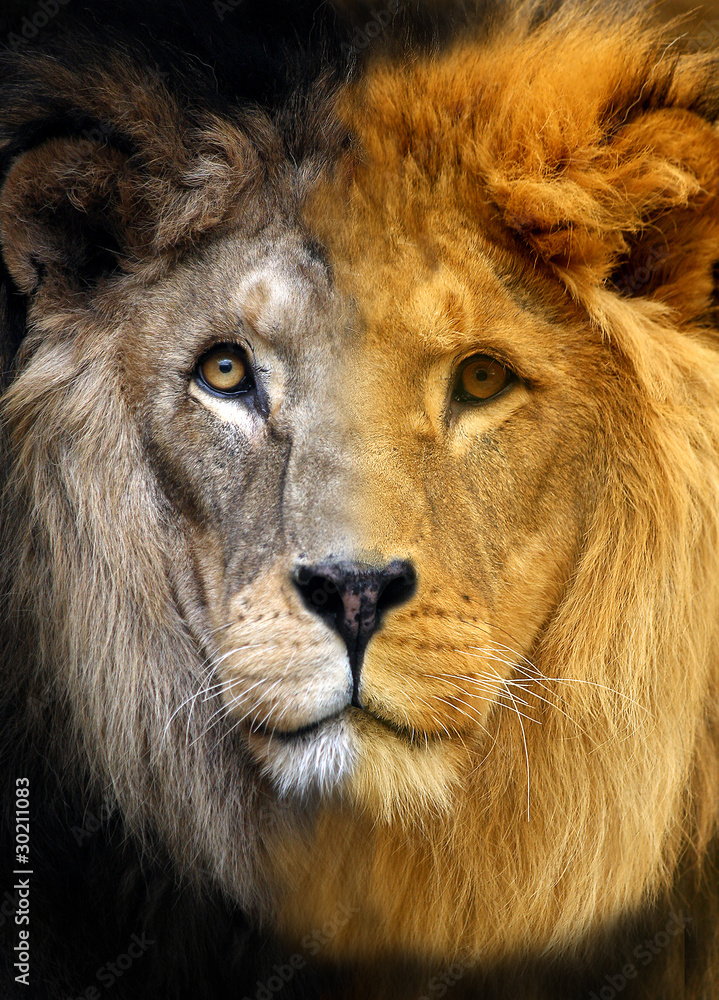 Naklejka premium Portrait of Lion