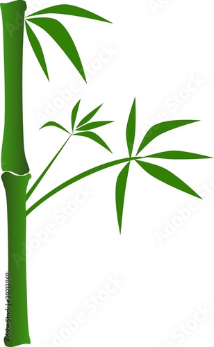 Fototapeta Naklejka Na Ścianę i Meble -  Illustration of bamboo