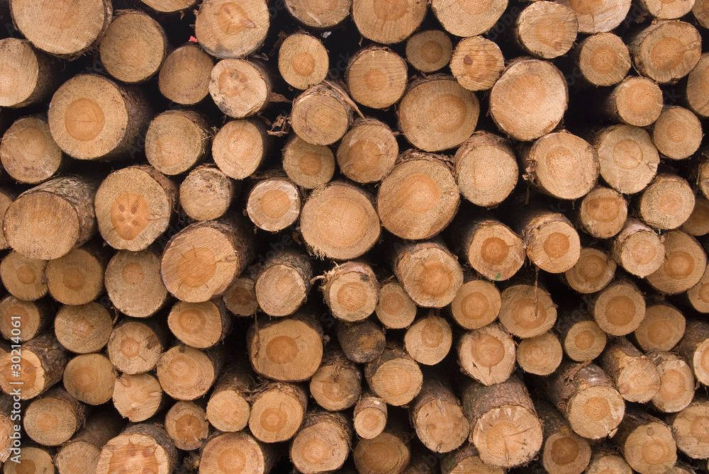 Holzstämme Holzstämme