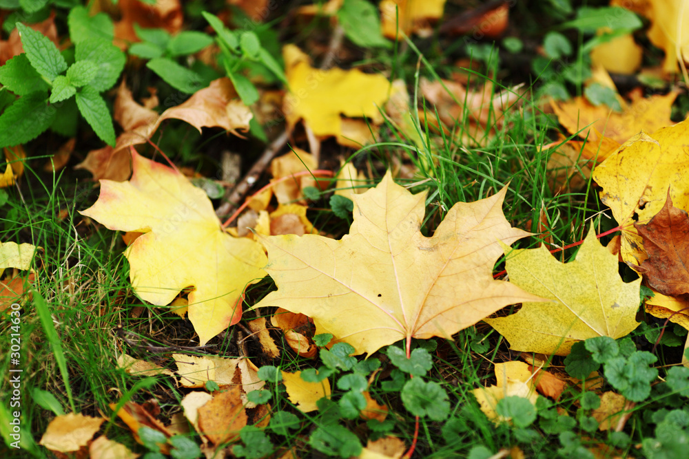 autumn leaves close up autumn leaves close up