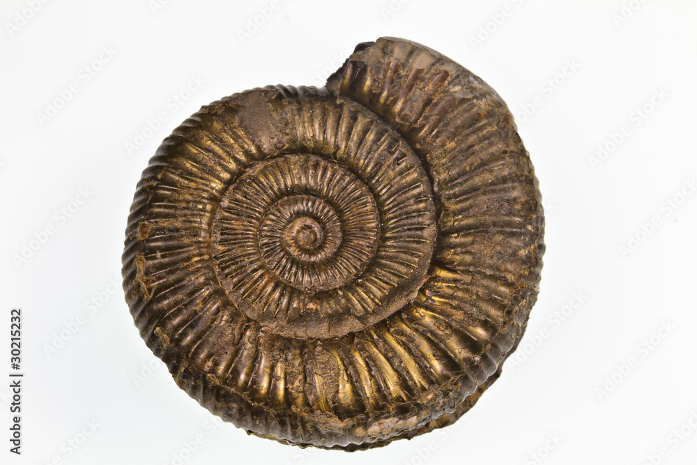 Pyretized Ammonite Pyretized Ammonite