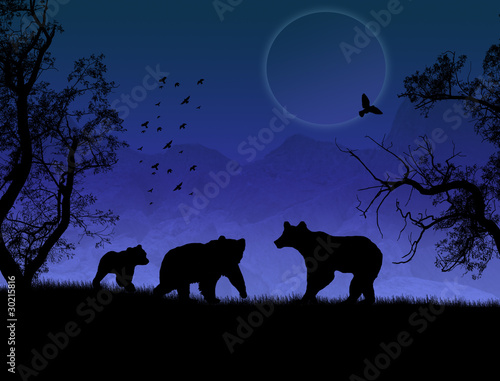 Wild bears