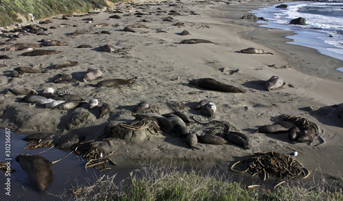 elephant seals migration