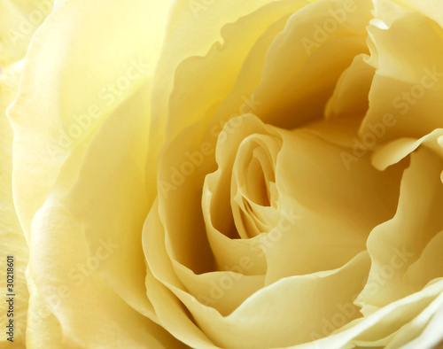 A Close Up of a White Rose Blossom