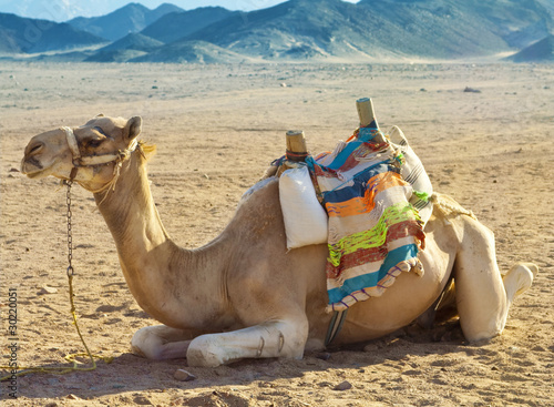 Camel in desert © 3dvin