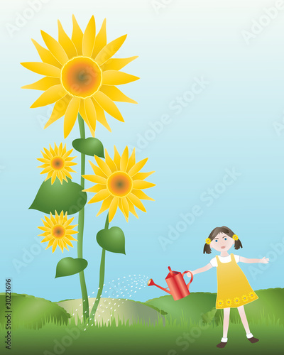 watering sunflowers
