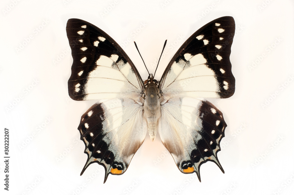 butterfly butterfly