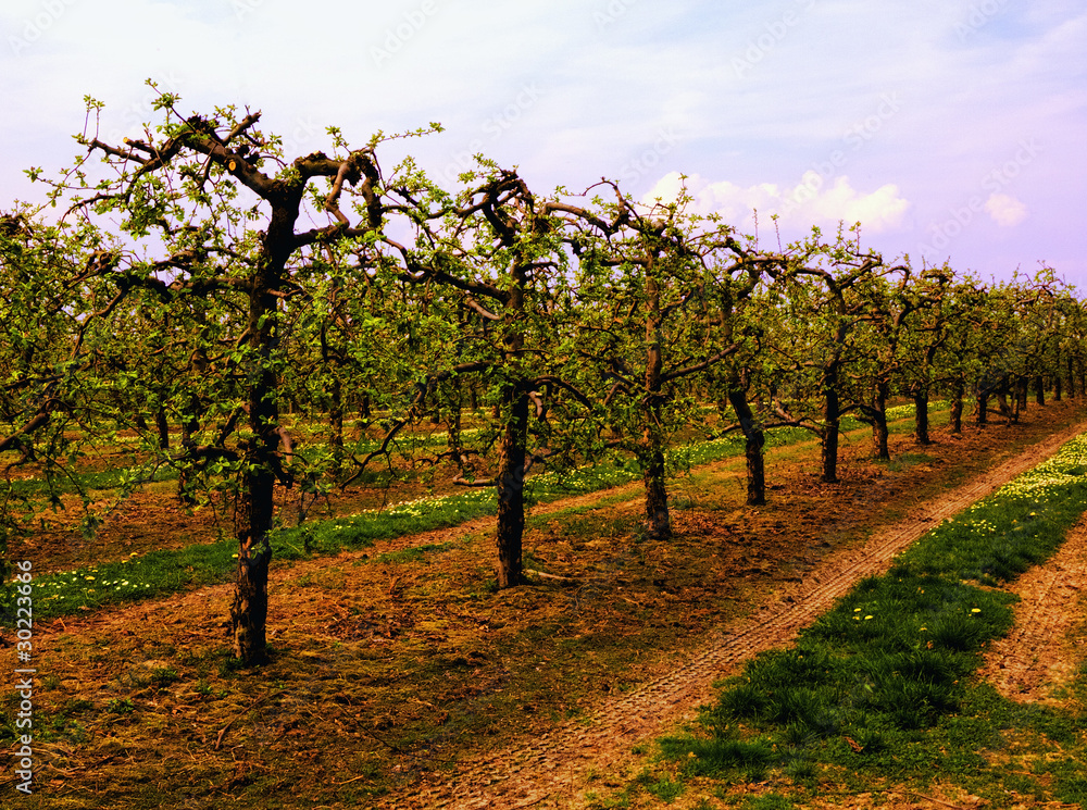 Orchard in spring time