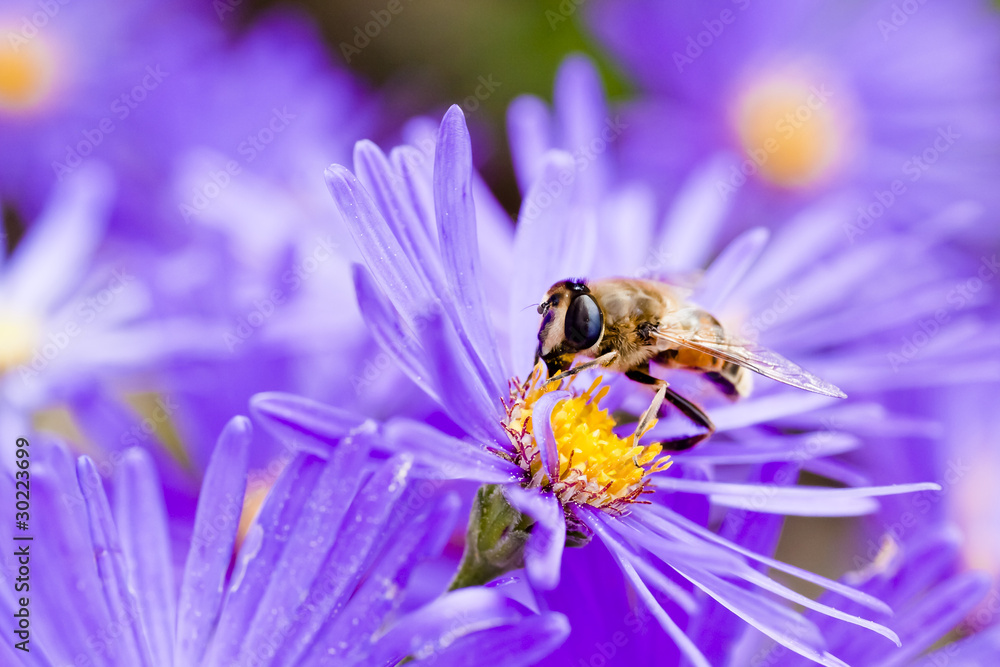 Honey Bee Honey Bee