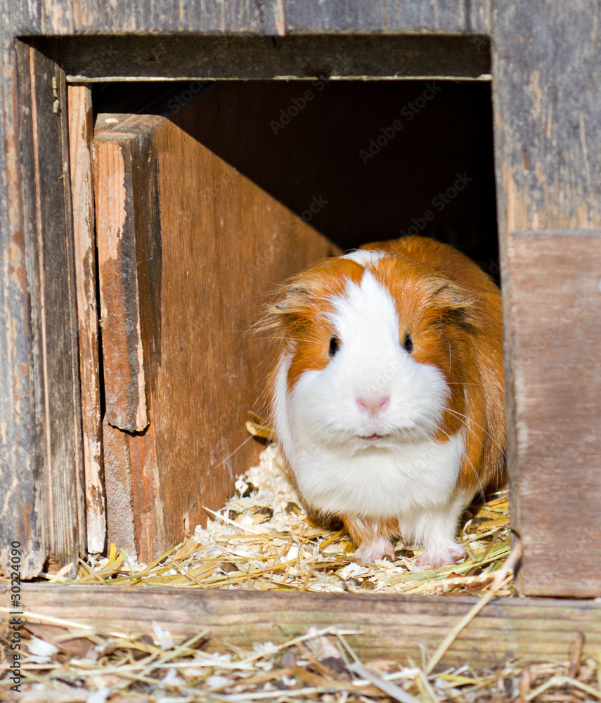 guinea pig welcomes guests