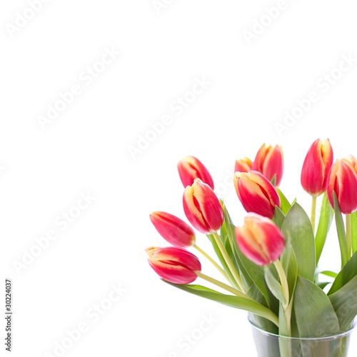 Fresh pink tulips in a vase