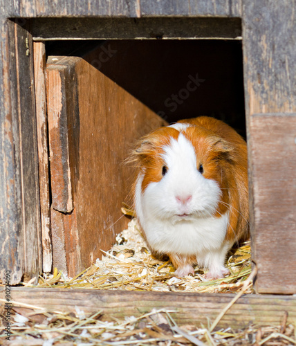 Obraz na płótnie guinea pig welcomes guests w salonie