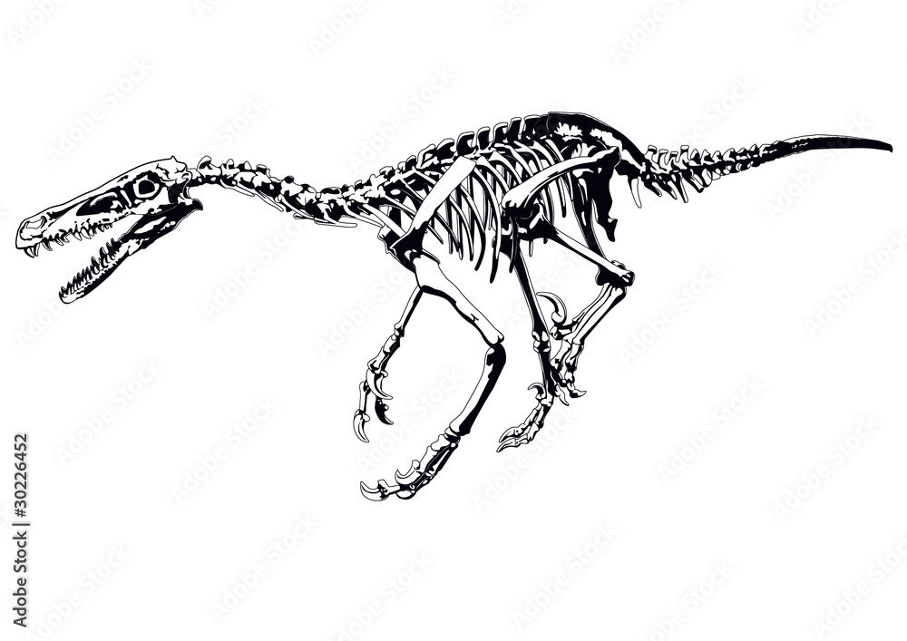 Transparent Raptor Skeleton dinosaur skeleton raptor Stock Vector | Adobe Stock
