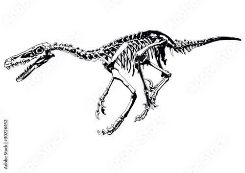 dinosaur skeleton raptor