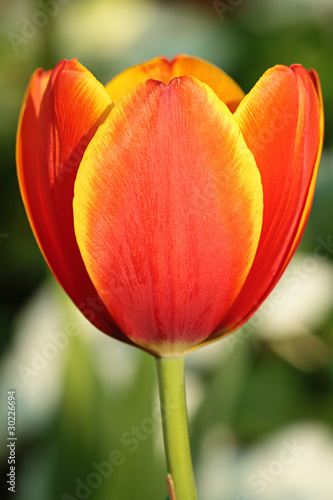 Vivid Orange Tulip