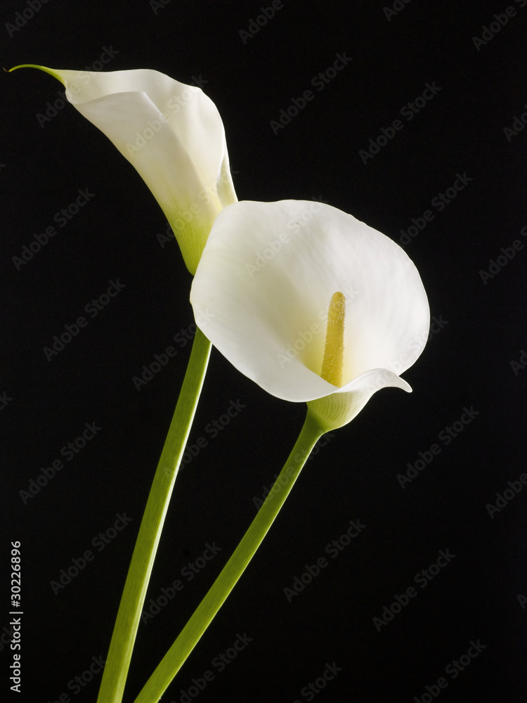 Obraz premium Beautiful white calla lily on black background