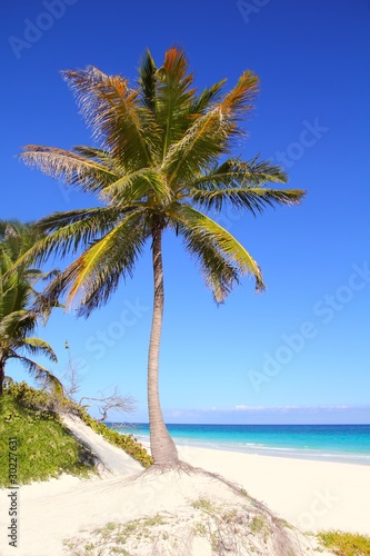 Fototapeta Naklejka Na Ścianę i Meble -  Caribbean coconut palm trees in tuquoise sea