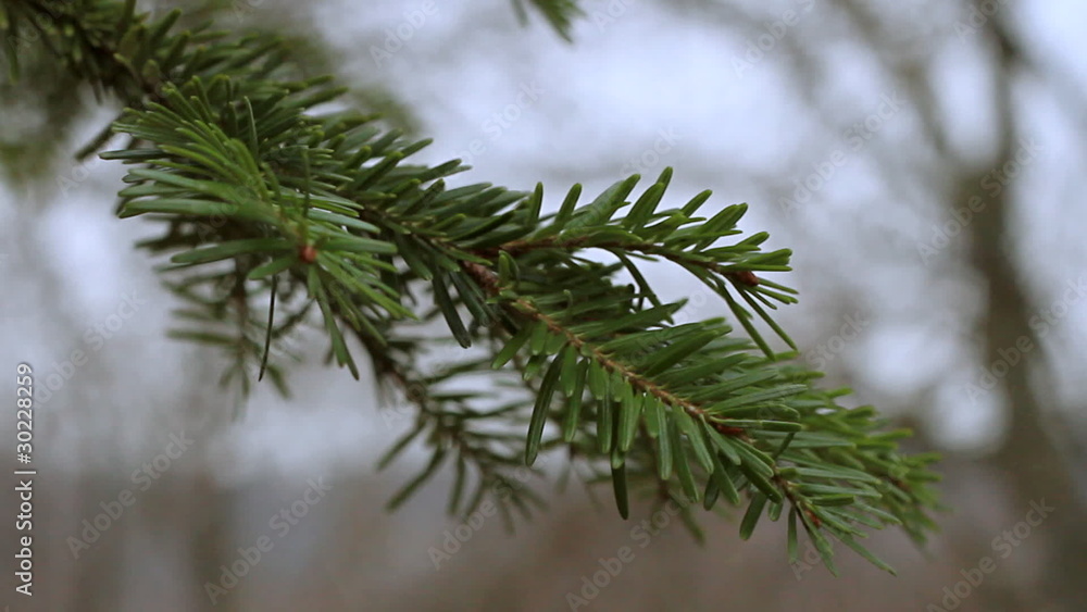 Green pine branch moving in the wind Green pine branch moving in the wind