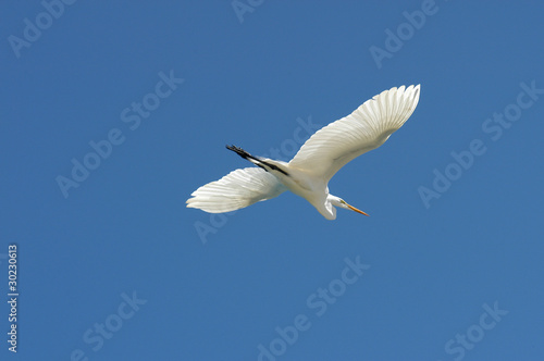 Belize, Placencia, white stork