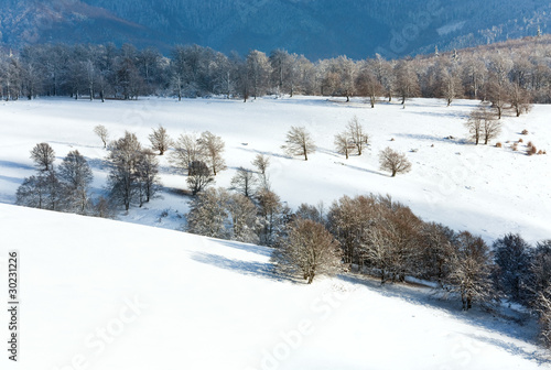 Wallpaper Mural First winter snow and mountain beech forest Torontodigital.ca