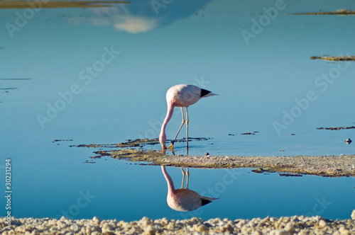 Flamenco andino (Phoenicoparrus andinus) photo