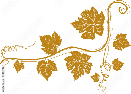 Weinrebe