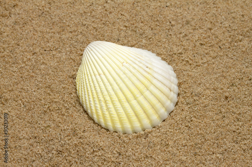 Single sea shell on sandy beach