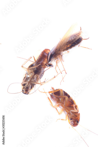 dead insect cockroach bug © defun