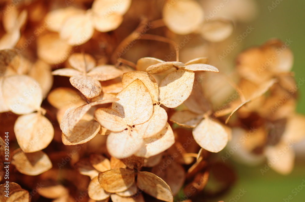 dried viburnum leaves as a background dried viburnum leaves as a background