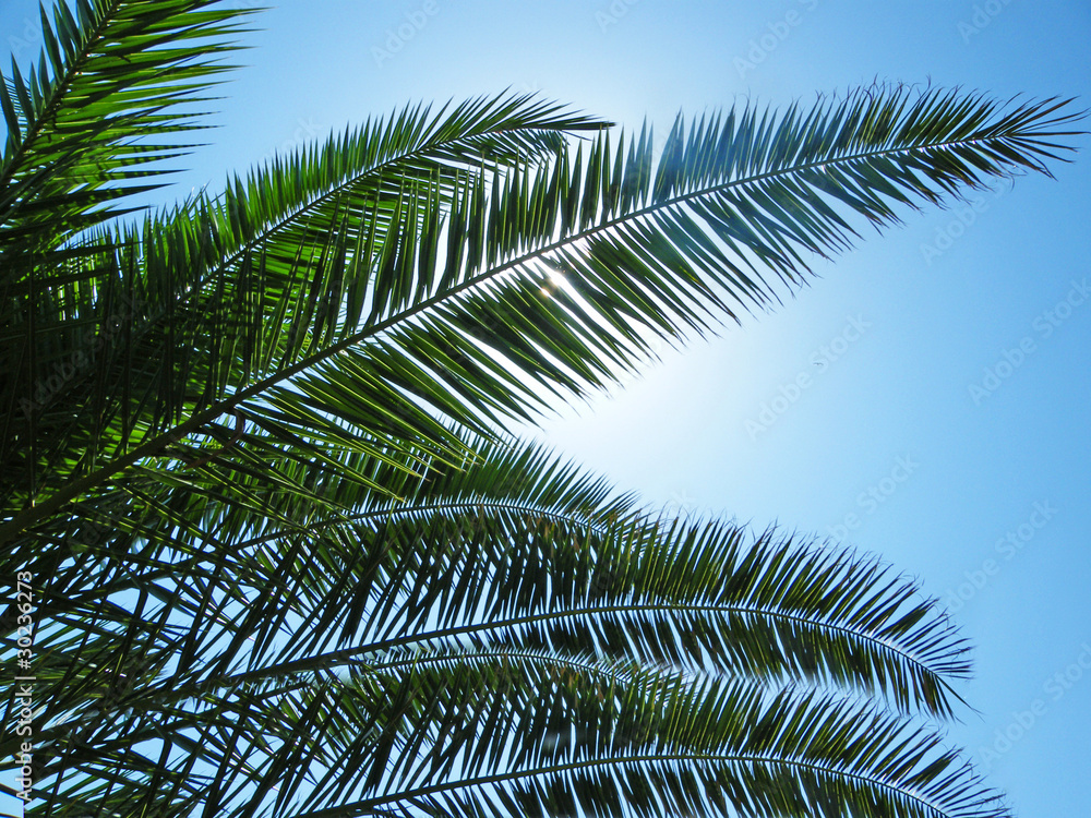 palm leafs on blue sky
