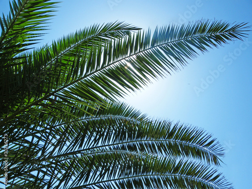 palm leafs on blue sky