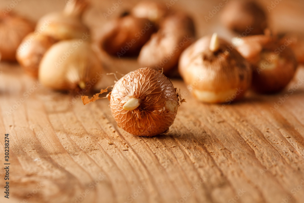 Obraz premium flower bulbs on the table