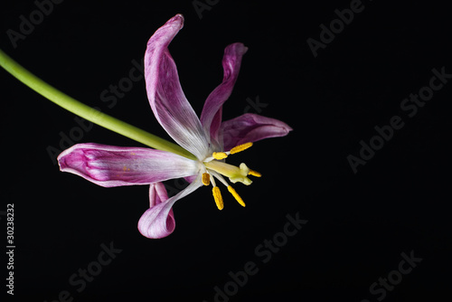 withering violet tulip flower against black background
