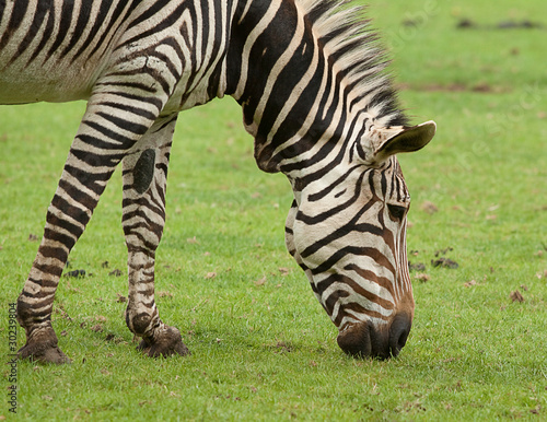 zebra feeding 9572
