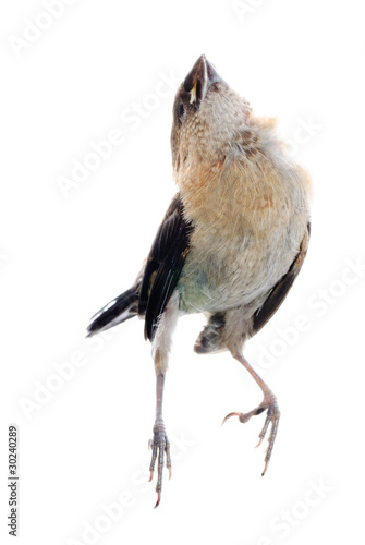 sparrow bird