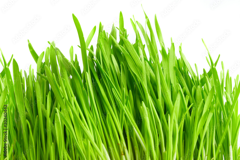 fresh grass fresh grass