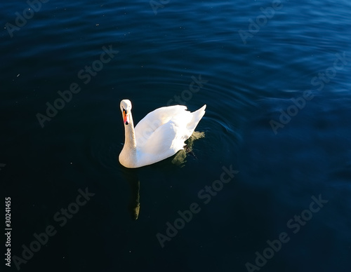 Photography White swan in dark sea