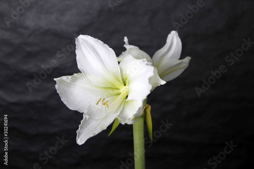 Fototapeta Naklejka Na Ścianę i Meble -  Amarylis